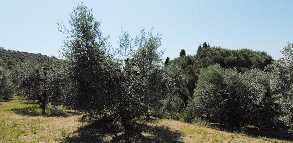 Azienda Agricola